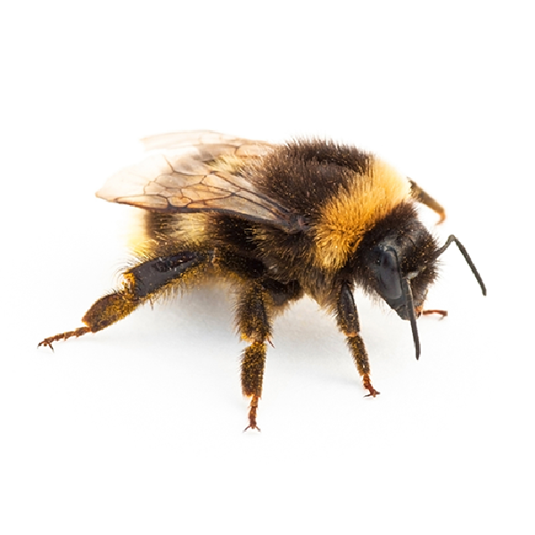 NWNJBA Honey Bee Identification Page