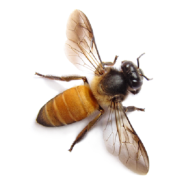Insects That Look Like Bees